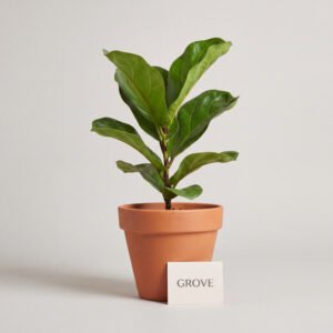 Fiddle Leaf Fig, 24 cm pot