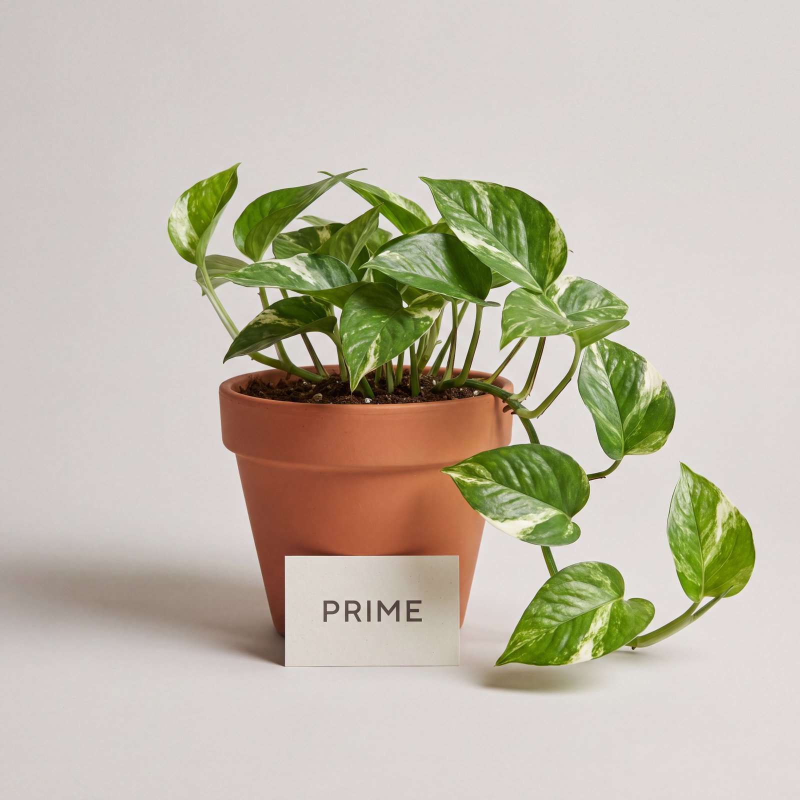 Houseplants