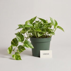 Trailing Pothos, 14 cm pot